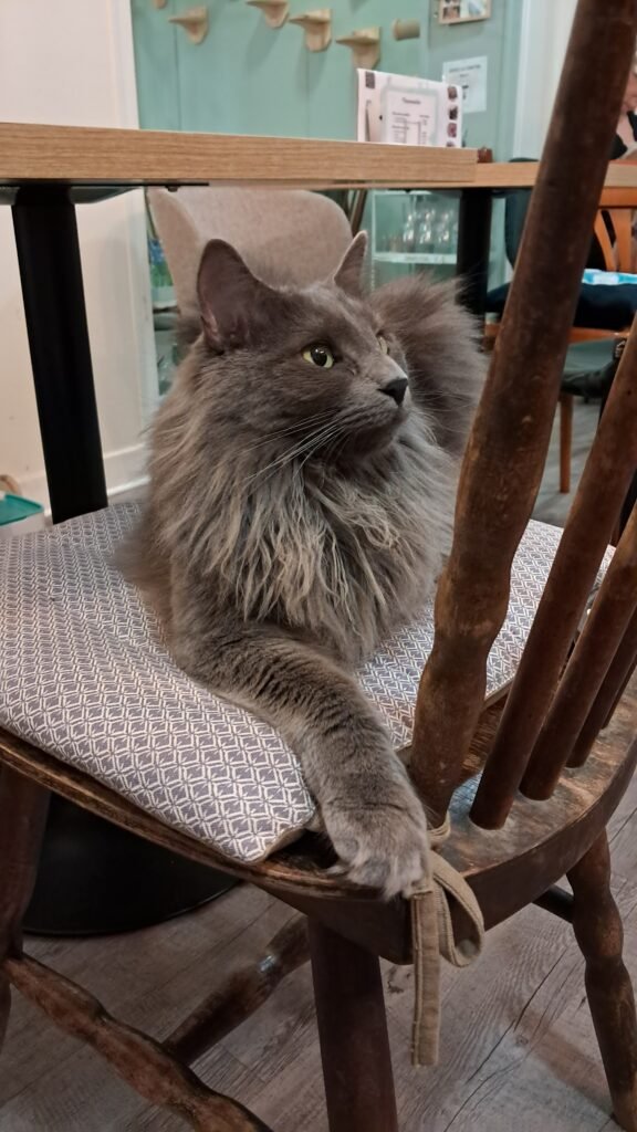 Cozy interior of Ô P’tits Chats Gaillards cat cafe in Brive