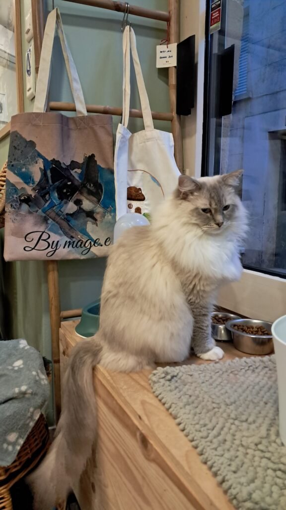 Cozy interior of Ô P’tits Chats Gaillards cat cafe in Brive